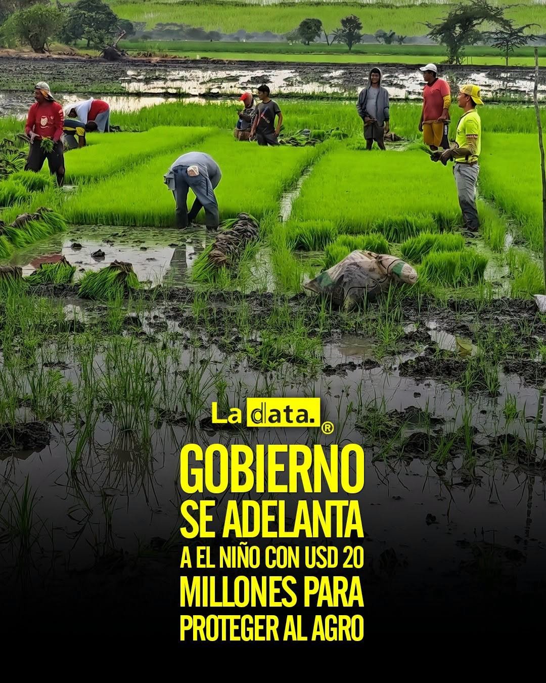 @ladataec 👈 #ladata #TendenciaPolítica  #Agricultura #FenómenoDelNiño